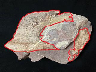 Dinosaur fossils were discovered for the first time in Hong Kong. Photo shows dinosaur fossils discovered on Port Island in the Hong Kong UNESCO Global Geopark (the area within the red line).