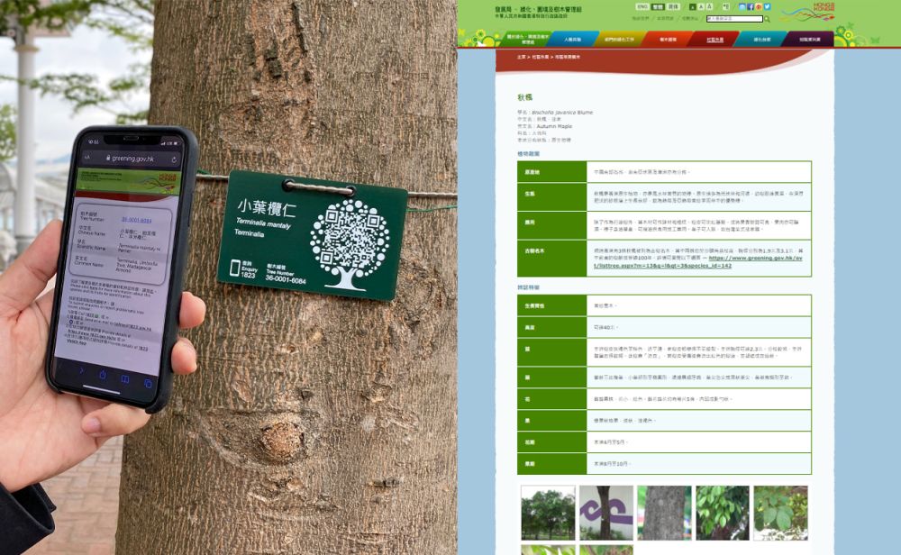 手机扫描二维条码后（图左），会被引导到树木管理部门的网站（图右），让市民可多角度了解有关的树木，获取更详尽的资料。