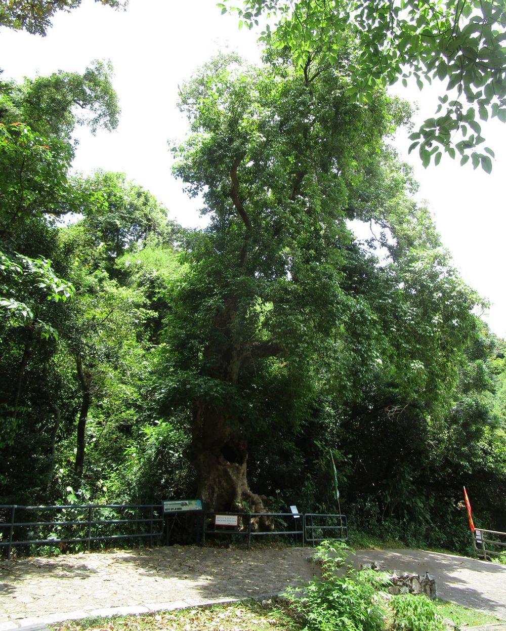 图中的秋枫位于沙头角荔枝窝，已有逾百年的历史，被列为古树名木。