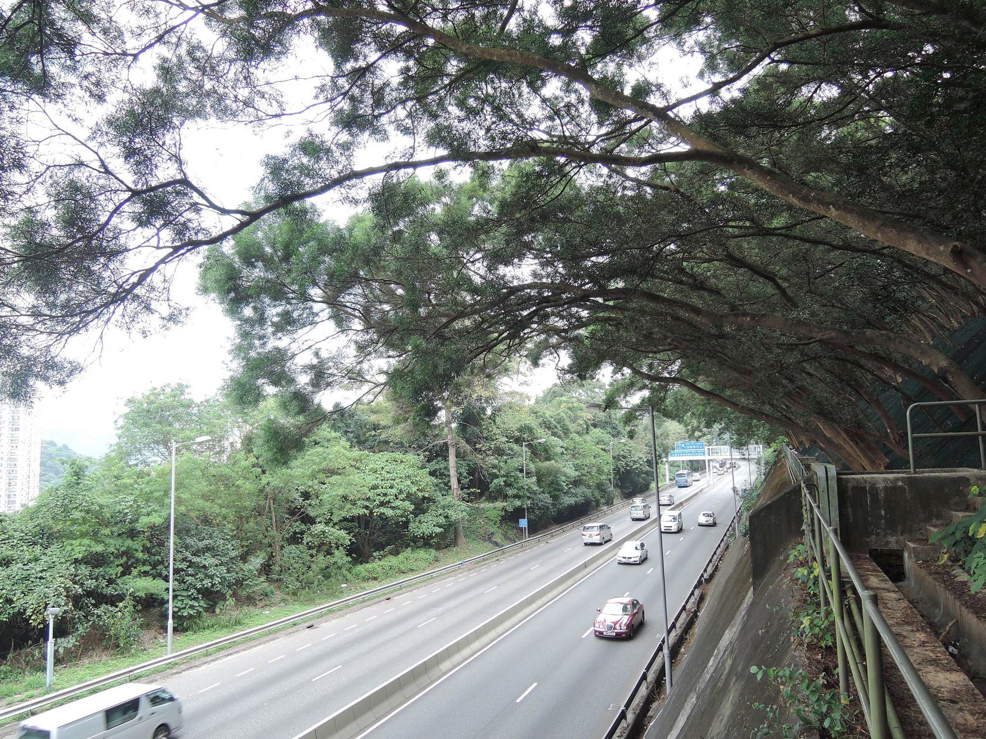 香港在早期植林时，为了防止水土流失，引入了一些外来树木物种，例如图中的台湾相思。