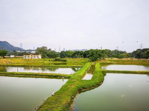 土木工程拓展署将农田复修为水滋田。