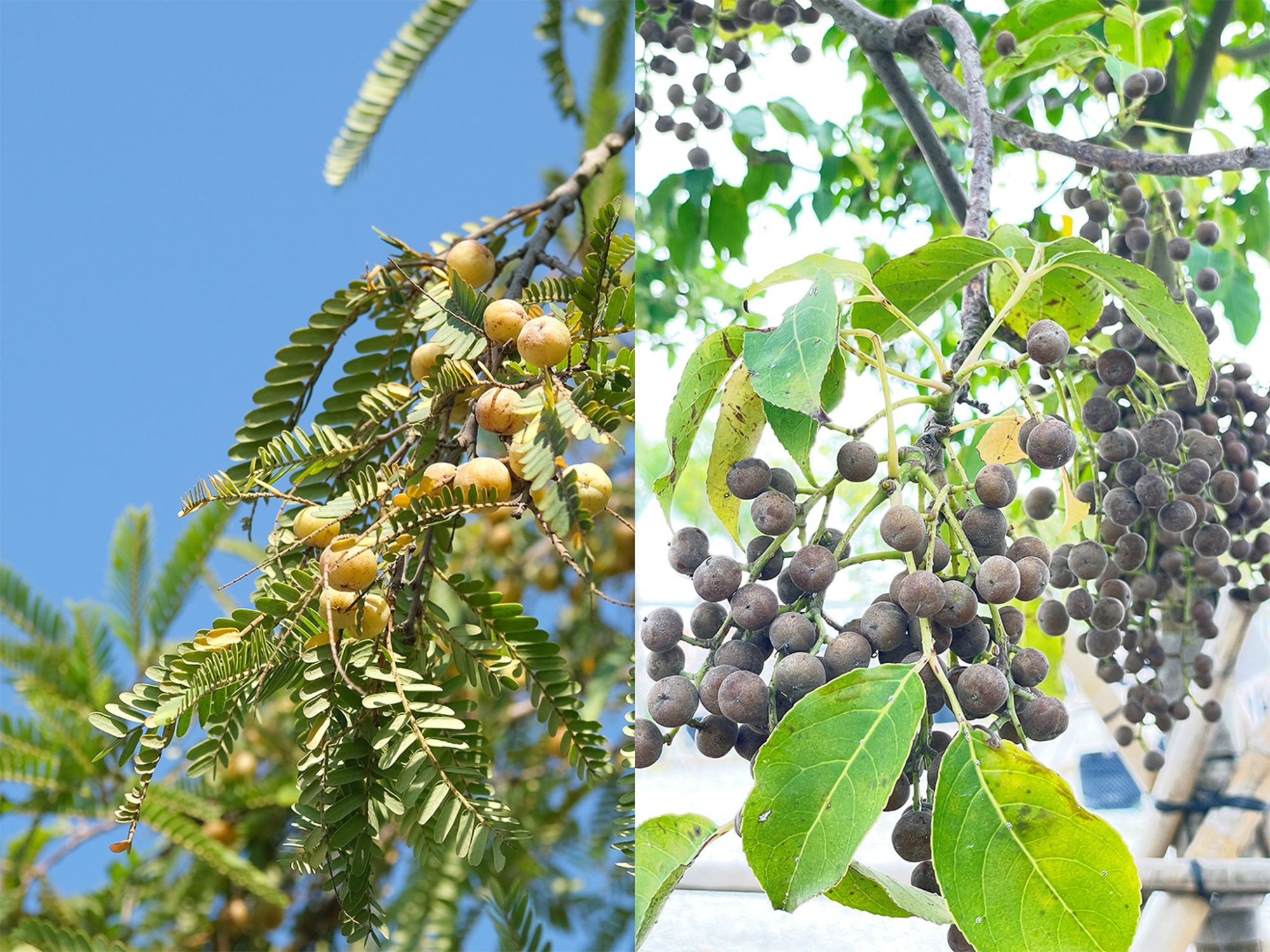 一年后，本土树种余甘子（左）和秋枫（右）已开始绿树成荫，长满果实，吸引鸟类觅食。