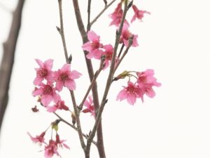 山樱花（观赏树）和红花荷（本土树种）成功在试验苗圃的海滨环境下开出鲜艳夺目的花朵，并吸引了蜜蜂采蜜。