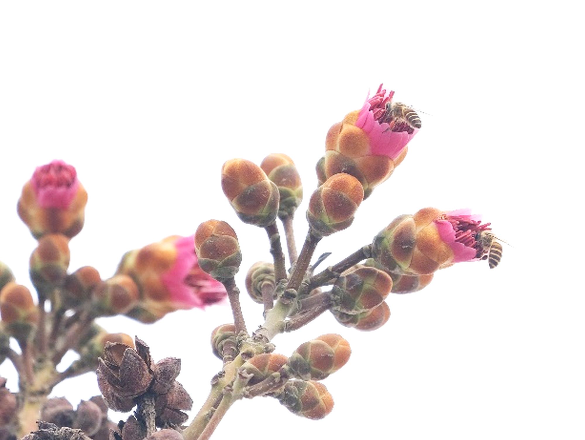 山樱花（观赏树）和红花荷（本土树种）成功在试验苗圃的海滨环境下开出鲜艳夺目的花朵，并吸引了蜜蜂采蜜。