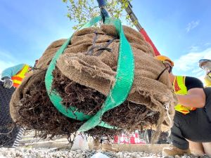 园境师联同驻地盘人员和承建商定时观测和记录试验苗圃内的树木的状况，并按照实际生长情况进行相应的树艺工作，图示团队正观察树木的根部生长状况。