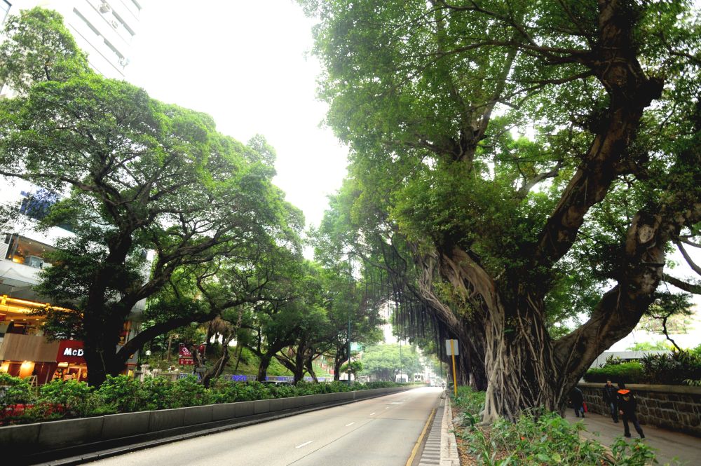 政府一直密切监察尖沙咀弥敦道两旁的大树生长情况。